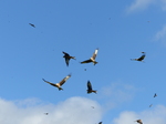 FZ023355 Red kites (Milvus milvus).jpg